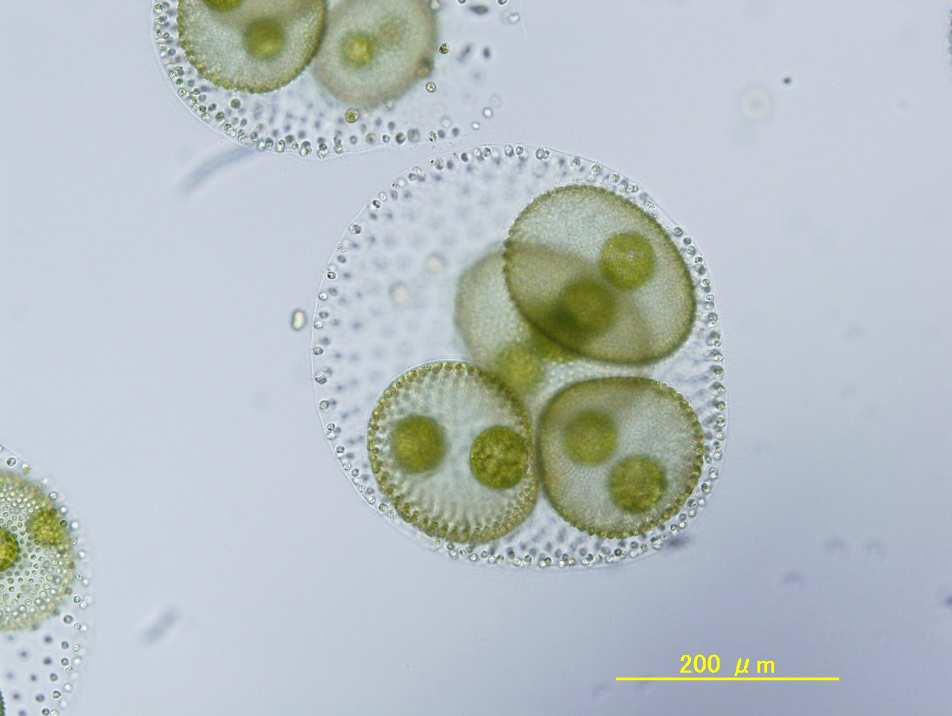 V. reticuliferus NIES-3786 asexual spheroid with daughter spheroids.